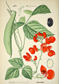 欧美风格 水果植物写实插画作品484张 水彩彩铅绘画 临摹参考素材-淘宝网