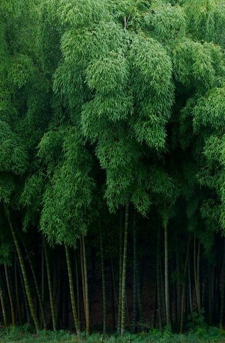 白雲怡意。清泉洗心。 