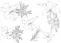 各式花卉花朵叶子线稿上色稿手稿集║图片来源公众号—旭旭素材║其他
