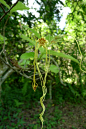 夹竹桃科_羊角拗属_箭毒羊角拗（Strophanthus hispidus）的花冠黄色，副花冠上有紫色斑点，其花冠裂片延长得更细更长，可达18厘米，且自然卷曲下垂，像是细细软软的一头秀发。