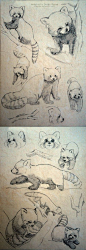 Red Panda sketches by Stasushka.deviantart.com on @deviantART: 