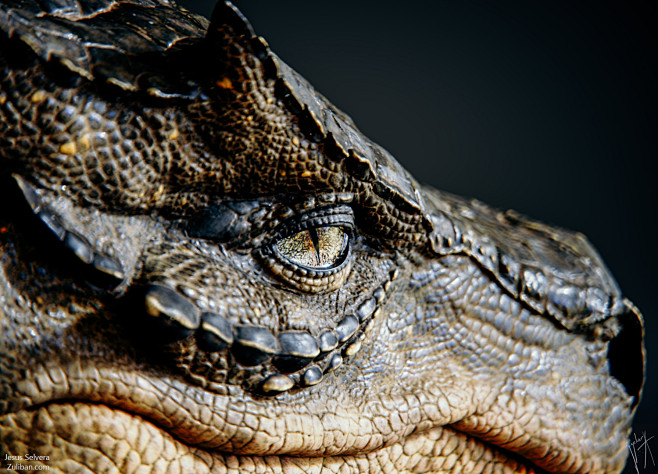 Osometolec Dragon Po...