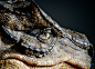 Osometolec Dragon Portrait, Jesus Selvera : Personal Dragon Character.
I wanted to do this dragon full bodied but at the same time i wanted to change my workflow and tools , Learn new stuff so i just made the portrait  before attempting a complete charact