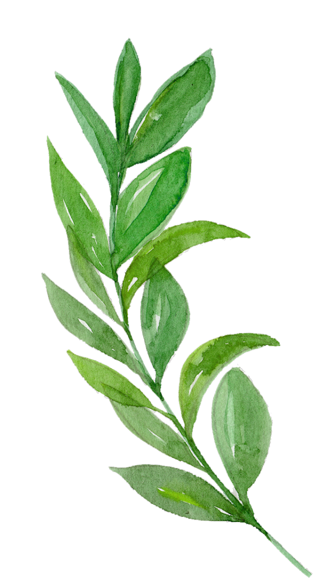 植物 叶子 竹叶 png 绿色