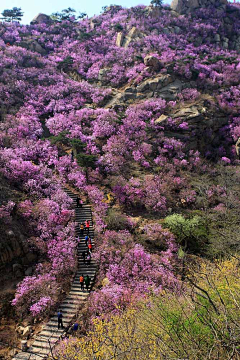 梅菜er采集到景观—花海