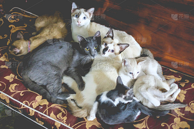 猫群看起来复古滤镜