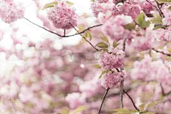 樱桃树,兰花,美,水平画幅,无人,夏天,明亮,花束,植物,枝