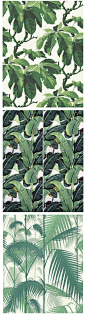 Boråstapeters Oxford, Martinique's Beverly Hills Wallpaper och Cole & Sons Palm Jungle