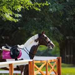 以公园为背景，给马涂上笼头和马鞍。