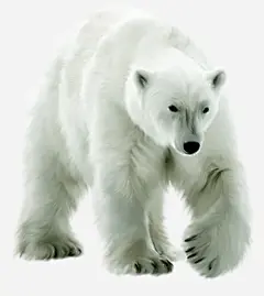 手绘雪白大白熊高清素材 冰雪 大白熊 手绘 雪白 免抠png 设计图片 免费下载