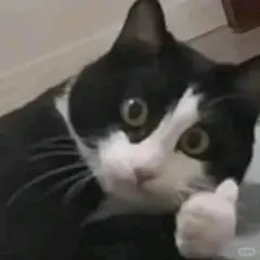 猫猫表情包第二弹~ - 小红书