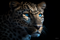 Midjourney_Prompts__gio__leopard_with_blue_eyes_looking_at_the_camera_beautiful_bac_b9efd1b6-185e-4242-96c7-10aa98a6679d_xpanx