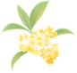 绿色黄色植物插画唯美手绘桂花花卉彩色花朵图片