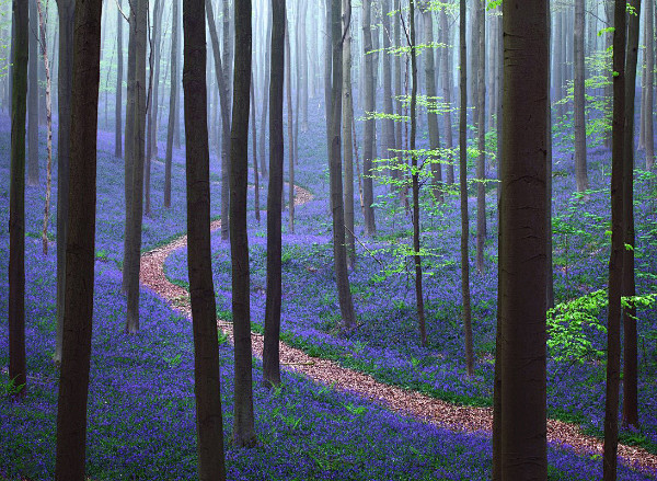 THE BLUE FOREST : Gr...