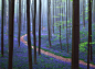 THE BLUE FOREST : Graphical photography approach in a springtime forest. 