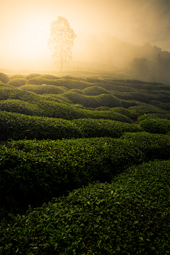 Njiaen采集到茶