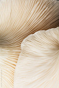 the underside of a large white mushroom