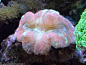美丽的珊瑚