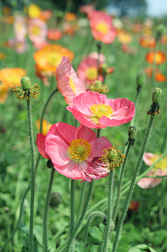 Maidenpoem采集到树木/花/菌类