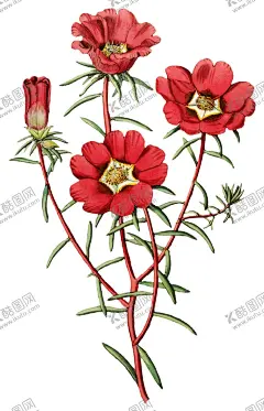 手绘复古花卉 【酷图网】手绘,插画,背景,海报,banner,广告,宣传,复古,怀旧,做旧,中国风,中国,传统,古典,经典,纹理,纹样,花,花纹,花卉,复古花纹,复古背景,配色,色调渐变,渐层,水彩,彩色,水墨,水彩画,水墨画,矢量,传统纹样,分层,元素,素材,植物