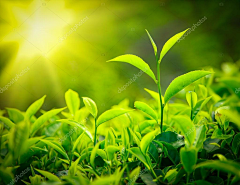 异想天开~采集到【素材】茶叶
