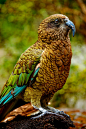 新西兰纳基鹦鹉