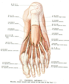 画画的Feng子采集到肌肉解剖——脚