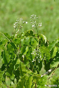 君子有所不为采集到植物志之蔷薇目蔷薇亚目豆科