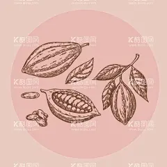手绘可可  - 源文件下载【酷图网】手绘插画,手绘版画,复古版画,线描,白描,果子,可可,农作物,原料,干果,巧克力,经济作物,农业,包装插画,包装元素