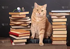 带书的姜猫