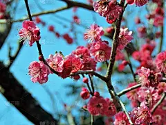 冬天的樱花。2