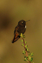 蜂鸟目·蜂鸟科·羽蜂鸟属：黑头闪羽蜂鸟