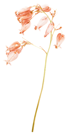 熬夜党采集到绘画动植物