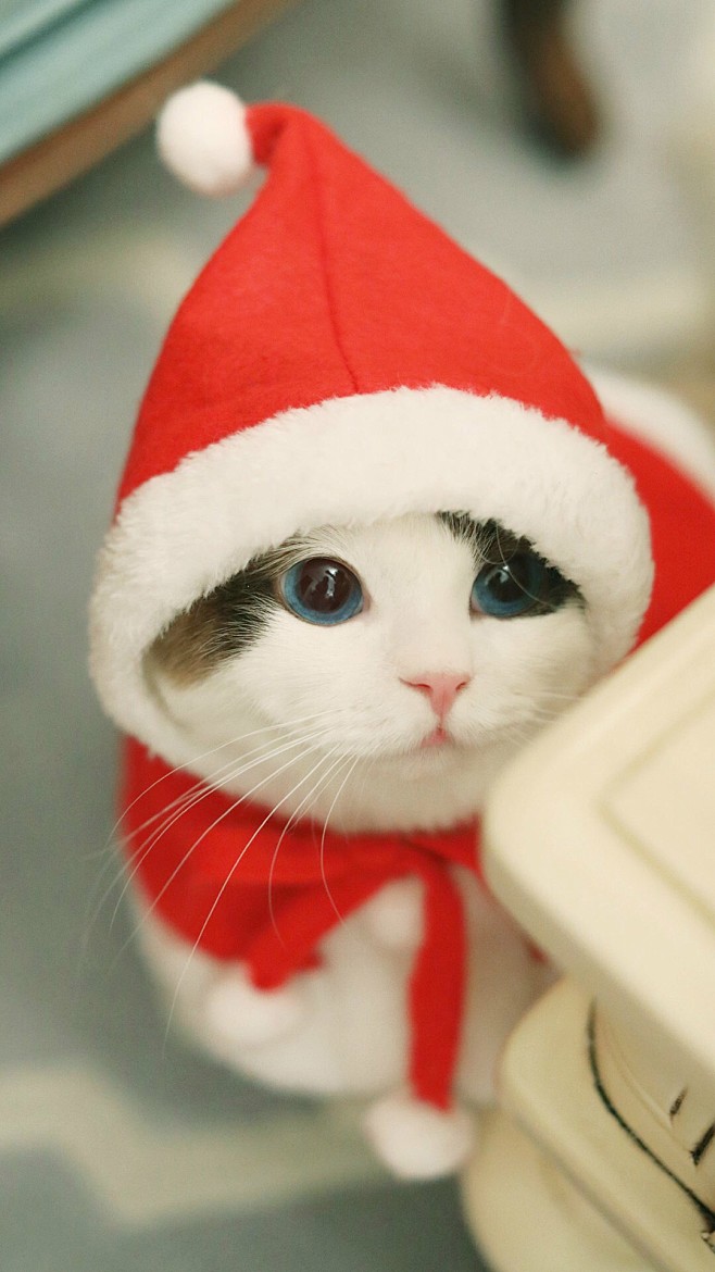 可爱猫咪宠物萌可爱