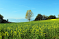 spring-meadow-flower-meadow-landscape-eacfeb2e8ab89c24d1f41efdedbc2131.jpg (5184×3456)
