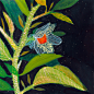 Nature/illustration