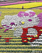花卉  Hello Kitty造型的花海
