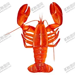 小龙虾 【酷图网】小龙虾,龙虾,红虾,虾,小虾,白虾,海鲜,海鲜插画,海鲜插图,虾插画,手绘虾,熟虾