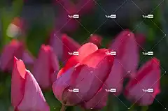 郁金香 花朵 红色郁金香 花壁纸 红色花 花园 美丽的花朵 自然