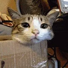 【斗图】小猫咪表情包-兴趣部落