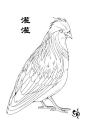 山海經-灌灌：有鳥焉，其狀如鳩，其音若呵，名曰灌灌，佩之不惑。英水出焉，南流注于即翼之澤。其中多赤鱬，其狀如魚而人面，其音如鴛鴦，食之不疥。