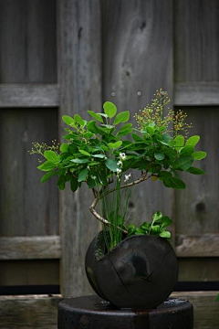 超2013采集到植物艺术系