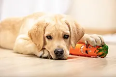 点击来源直接获取大图文件 |在房子里玩耍的小拉布拉多幼犬