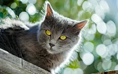 高清小萌猫桌面壁纸  #优质# #动物# #高清#