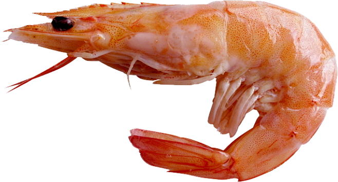 虾