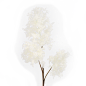 雪绒树白色
