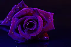 情侣，七夕节背景，女生节背景，花朵，爱情，鲜花，love，红色玫瑰花，情人节背景，妇女节背景，爱情，玫瑰花，鲜花，818A4596 – 饿狐背景网站-微距高清设计素材免费图片下载海报壁纸摄影背景素材，背景图，背景墙，背景板，背景图片，背景纹理，背景板设计，背景材质，背景大图