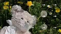 毛绒玩具 熊 泰迪熊 草 鲜花 雏菊 白色的 可爱 高清壁纸