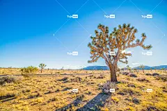 稀树草原的风景照片