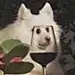 糖醋板栗y